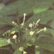 Rauvolfia serpentina - Раувольфия змеиная